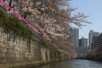 Pink lanterns light the cherry blossoms up at night