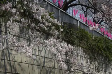 The sakura branches are so low you can almost reach out and touch them