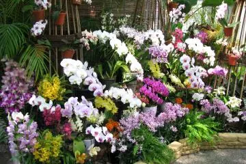 The exhibition of orchids