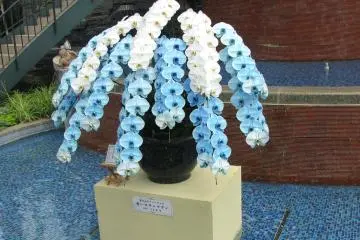 Unusual blue orchid