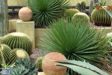 "Mexican garden"
