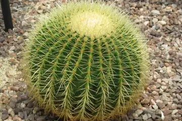 Big cactus