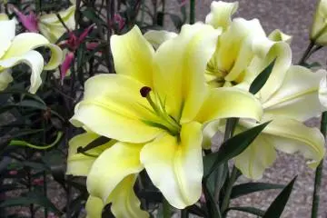 Wonderful lily flower