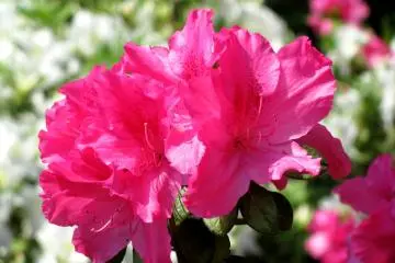 There were many beautiul azalea, too