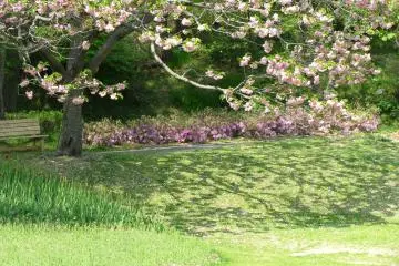 Sakura