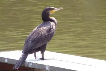 There are many birds, too