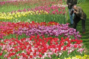 Many Japanese people like to take photos of flowers