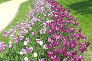 Thousands of tulips!