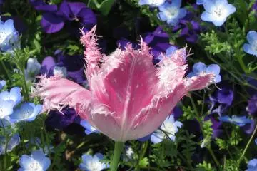 Unique flower in bloom