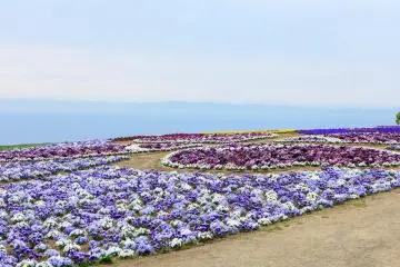 Une parcelle de fleurs cultivée