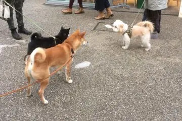 A Day in Daikanyama