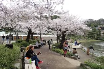 ฮานามิที่สวนซานเคเอ็น 