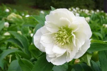 ดอก Anemone สีขาวสวย