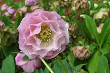 ดอก Anemone สีชมพูหวาน