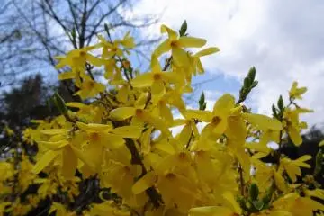 ดอก Forsythia 