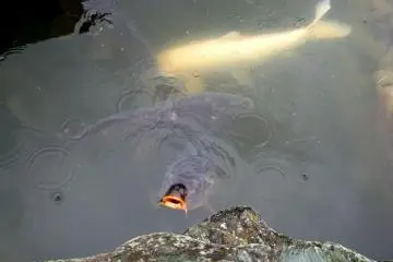 Big carp or koi are traditional inhabitants of Japanese gardens