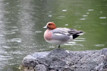 Ducks live in the garden, too