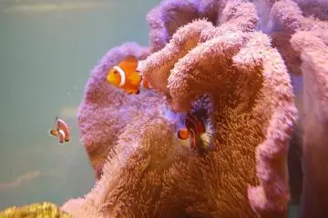 Aquas fish tanks