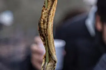 Anda juga dapat membeli hasil laut lainnya seperti belut (Anago)