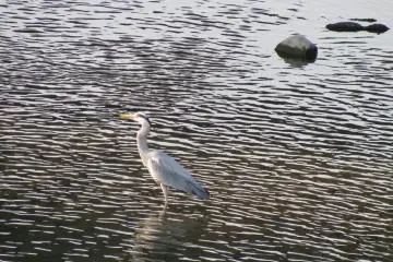 Herons often can be seen in the Kamogawa River