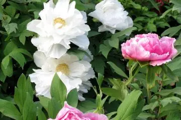 Peony garden of the temple