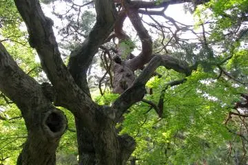It's good to take a rest among trees