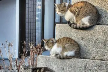 There are cats everywhere. These cats seem to have achieved a degree of social hierarchy.