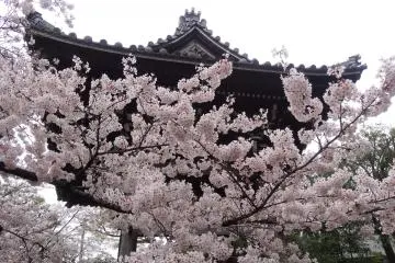 ซากุระที่วัดเซนกะคุ-จิ