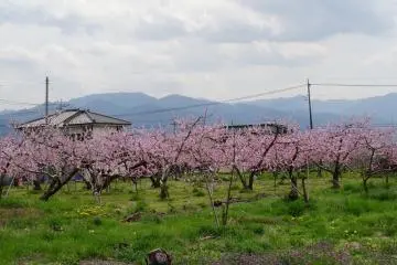 สวนพีชในต้นฤดูใบไม้ผลิ