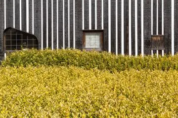 Une épaisse couverture végétale jaune-vert agrémente le revêtement en charbon et les rayures du Ramune Onsen