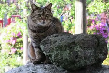 That cat met the visitors at the very entrance