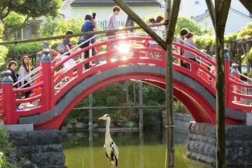 The heron under the bridge paid no attention to the public