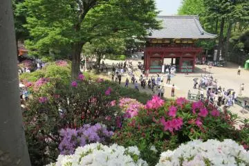 The view wth Nezu Jinja