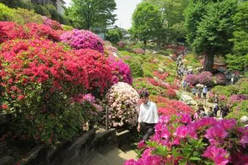 Azalea festival is very popular