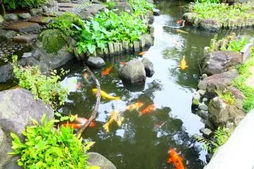 Fish pond
