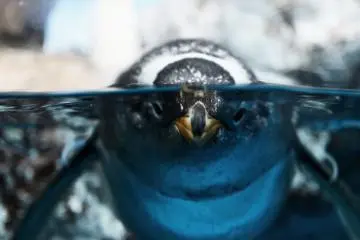 "I see you" says this half-submerged penguin