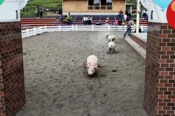 Children can enter the pig race and try to catch one