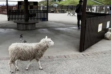 There are sheep everywhere on the farm