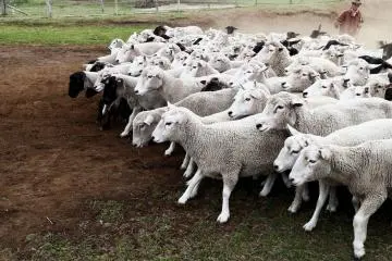 There is a show that you can watch involving a herd of sheep
