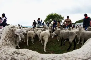 You can get very close and touch many sheep