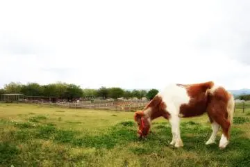 There are also a few locations where you can see horses