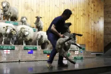One of the shows is about showing how to shear the wool from a sheep