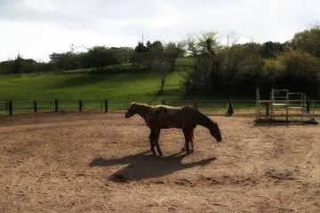 Another group of horses towards the exit of the farm