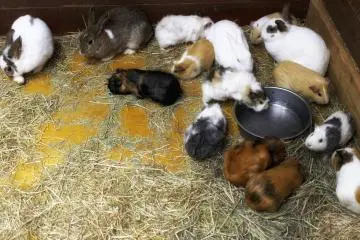 Indoor locations have guinea pigs and rabbits that you can touch