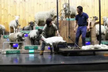 The sheep looks cute even without its wool