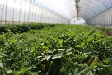 Inside the greenhouses at Zao Herb