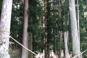 Wooden torii are the entrance to jinja