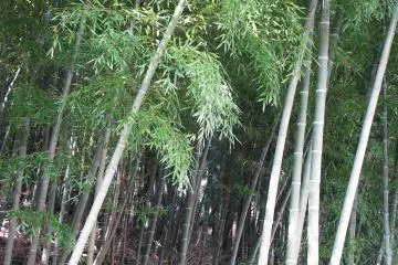 Bamboo wood nearby