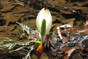 Beautiful flower growing in a brook