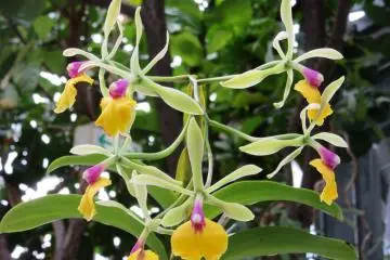 The variety of orchids is really amazing